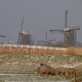 Hondenfoto van Lizzie en Sterre