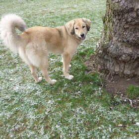 Ons lief Yucca'tje die ik voor de 1e keer met sneeuw zie…