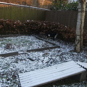 woody naast zijn gigantische kattenbak in de tuin