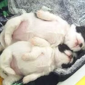 Puppies zijn zo schattig.....
