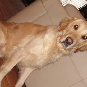 Hondenfoto van Brenda & Buddy & Bobby & Onyx