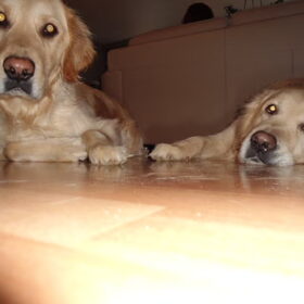 Hondenfoto van Brenda & Buddy & Bobby & Onyx