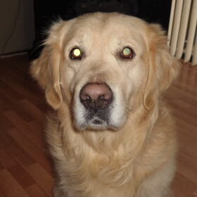 Hondenfoto van Brenda & Buddy & Bobby & Onyx