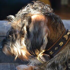Hondenfoto van Pepijn & Otis