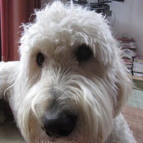 Hondenfoto van Dewi & de doodles