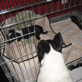 Hondenfoto van **The more I know about people, the more I love dogs**