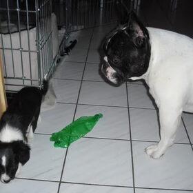 Hondenfoto van **The more I know about people, the more I love dogs**