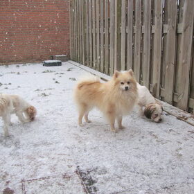 Voor het eerst in de sneeuw