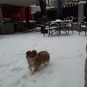 de eerste sneeuw voor onze dame Kyra die nu 14 weken oud is