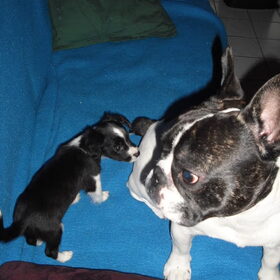 Hondenfoto van **The more I know about people, the more I love dogs**
