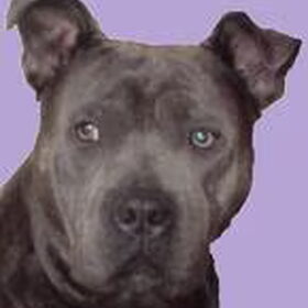 Hondenfoto van *Boots*Rip* 