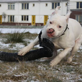 Hondenfoto van Boots , Ado( R.I.P.)  Lady en Tukker