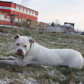 Hondenfoto van Boots , Ado( R.I.P.)  Lady en Tukker