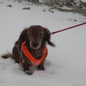 yuki in de sneeuw zit hier lekker te genieten