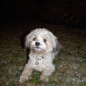 Dempsey's eerste sneeuw :D