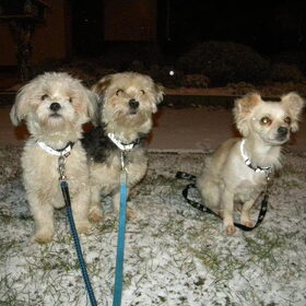 Hondenfoto van Melissa, Dempsey, Taiko, Minos & *Nina*