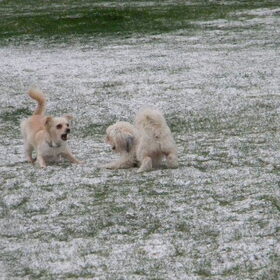 Hondenfoto van Melissa, Dempsey, Taiko, Minos & *Nina*