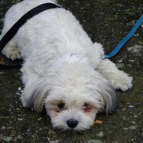 Zo lief