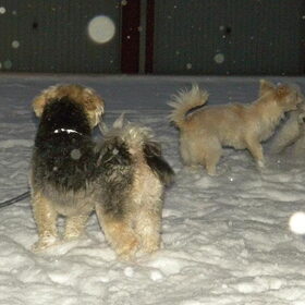 Hondenfoto van Melissa, Dempsey, Taiko, Minos & *Nina*