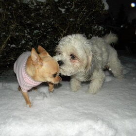Roula en Dempsey