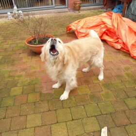 Hondenfoto van Brenda & Buddy & Bobby & Onyx