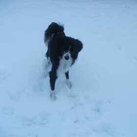 sneeuwkop