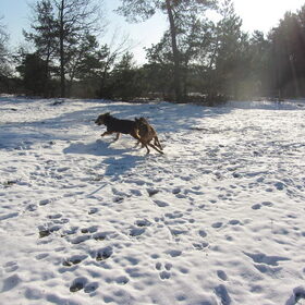 Hondenfoto van liesbeth,Turbo,Luna, Levi en Faith