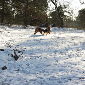 Hondenfoto van liesbeth,Turbo,Luna, Levi en Faith