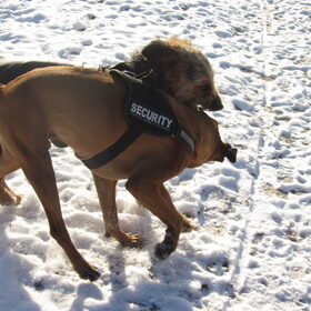 gevaarlijk hoor deze 2 honden.