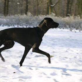 maya 's eerste sneeuw kennismaking