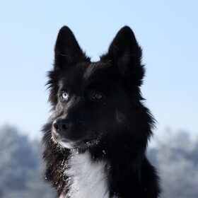 Blue