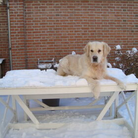Hondenfoto van Lotte&Guus de Golden*