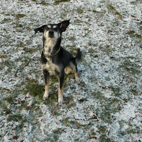 Buddy 3-2-2-12