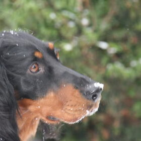 Hondenfoto van Ina, Misty en Aysa