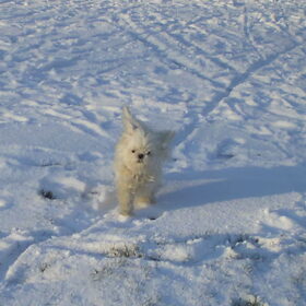04-02-2012 M,n lief in de sneeuw