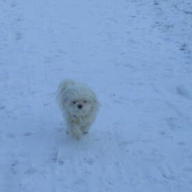 04-02-2012 M,n allessie in de sneeuw
