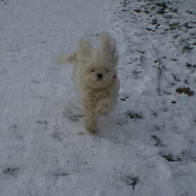 05-02-2011 Chicka leeft zich lekker uit in de sneeuw