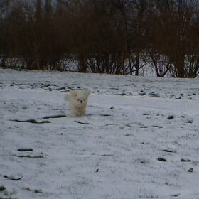 05-02-2012 En daar komt m,n allessie, het is net dombo het…