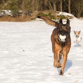 Bentley & Bikkel