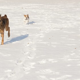 Nina, Bikkel & Bentley