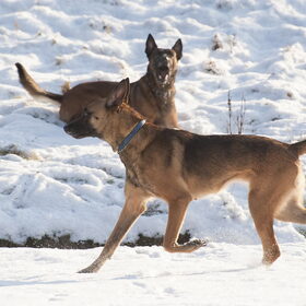 Bentley (op de achtergrond) & Nina