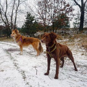 Hondenfoto van Iris + Shira! en Bibi!