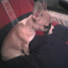 sammy
