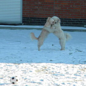 Hondenfoto van Melissa, Dempsey, Taiko, Minos & *Nina*