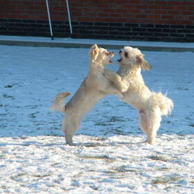 Hondenfoto van Melissa, Dempsey, Taiko, Minos & *Nina*