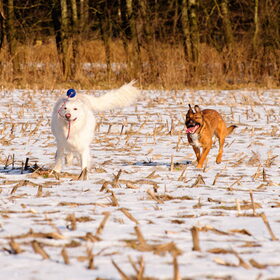 Hondenfoto van Hetty & Skipper