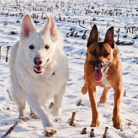 Hondenfoto van Hetty & Skipper