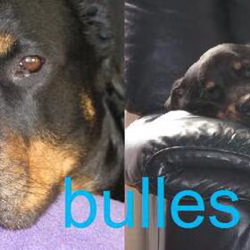 Hondenfoto van julia en spike
