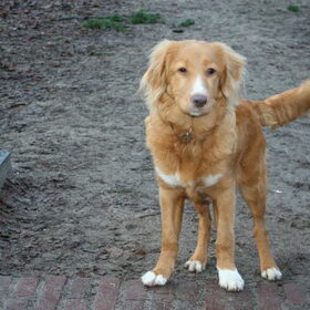 Pippa 6 mnd
