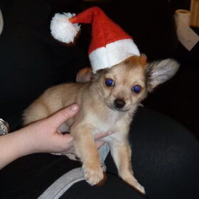 Kerstpuk 2010